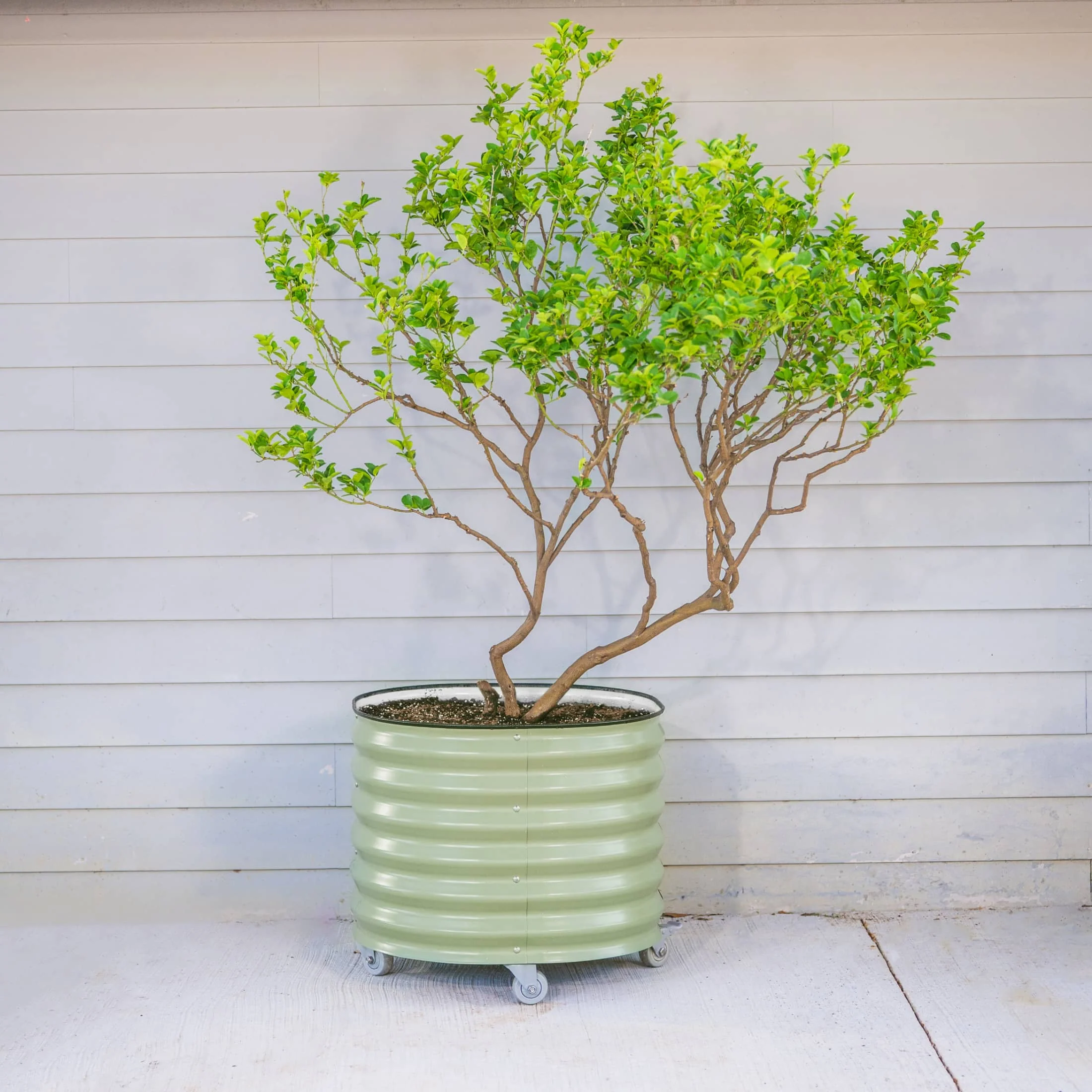 Classic Rolling Citrus Tree Planter - 20 Gallon - Image 12