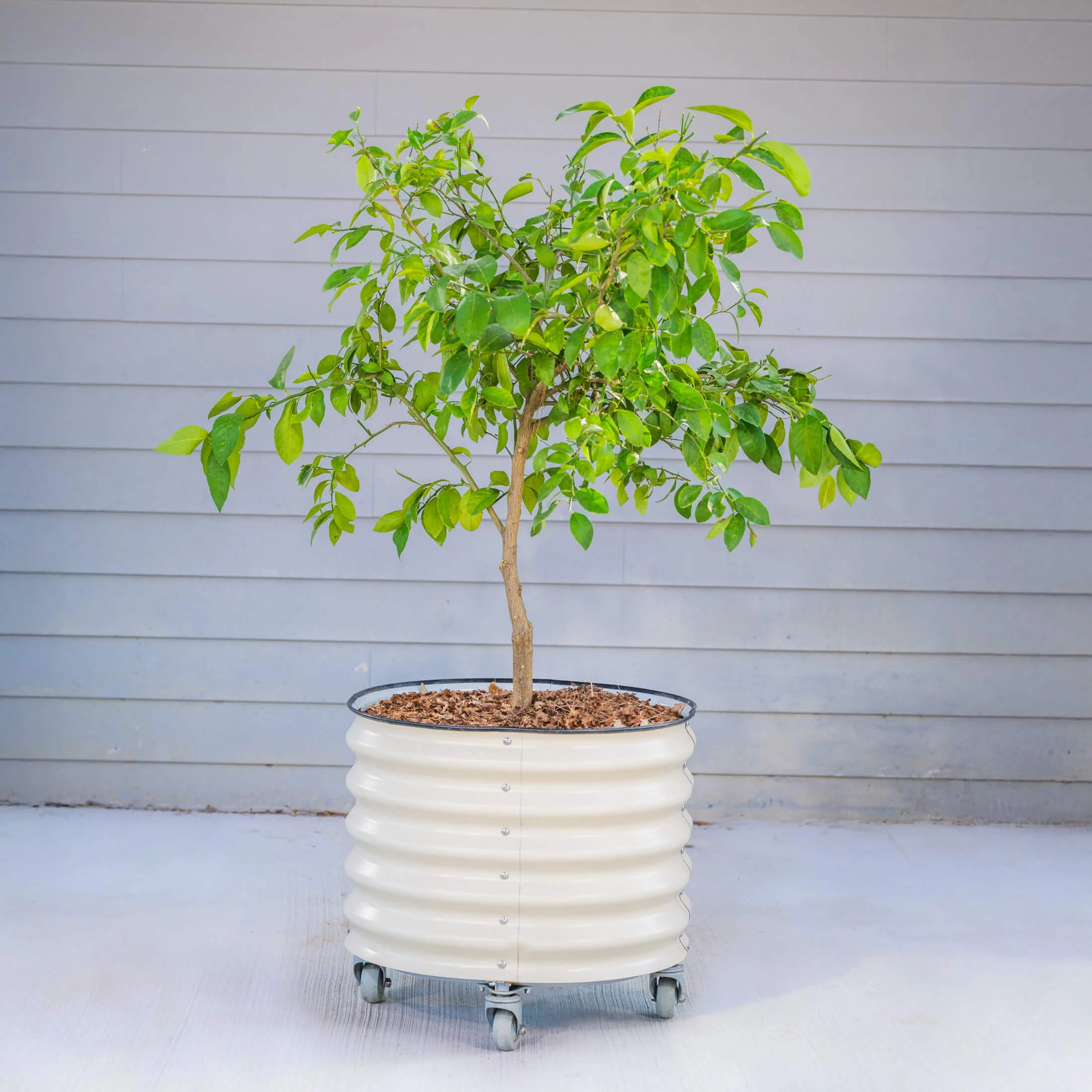 Classic Rolling Citrus Tree Planter - 20 Gallon - Image 13