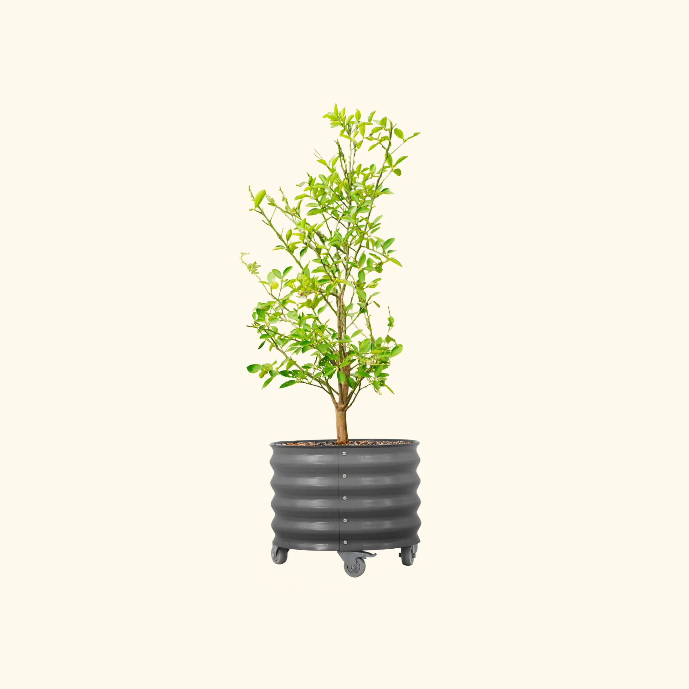 Classic Rolling Citrus Tree Planter - 20 Gallon - Image 3