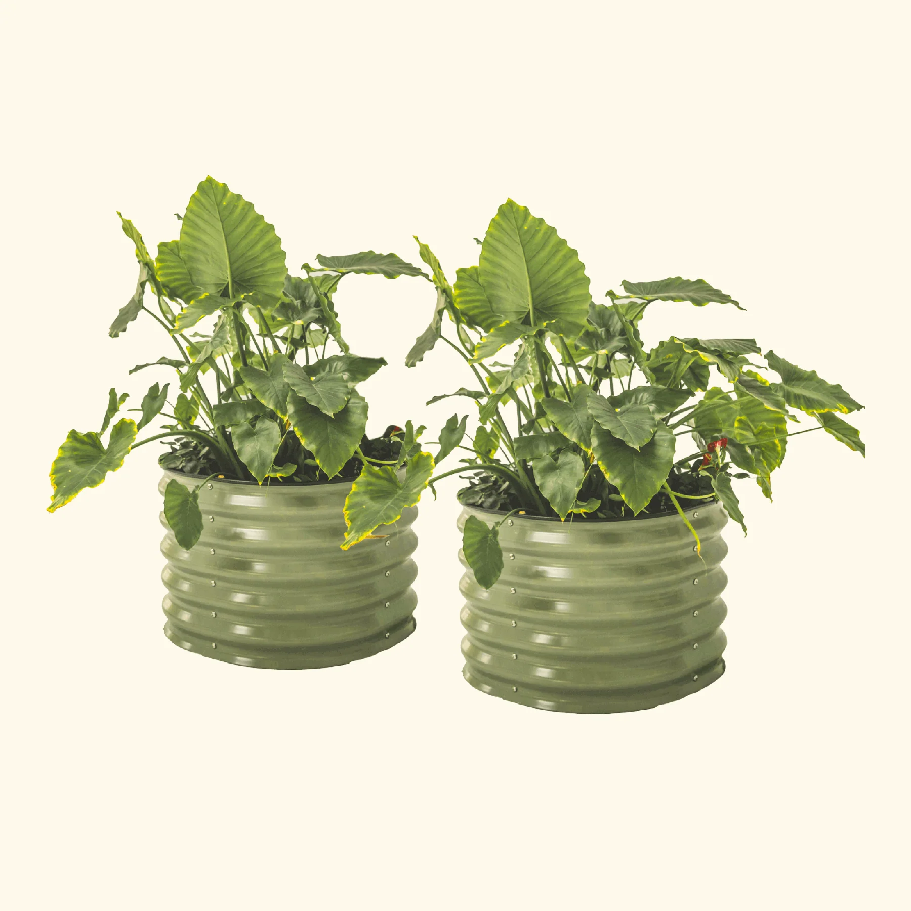 17" Tall Herb Garden Bed 24" Wide - Twin Pack - Image 3