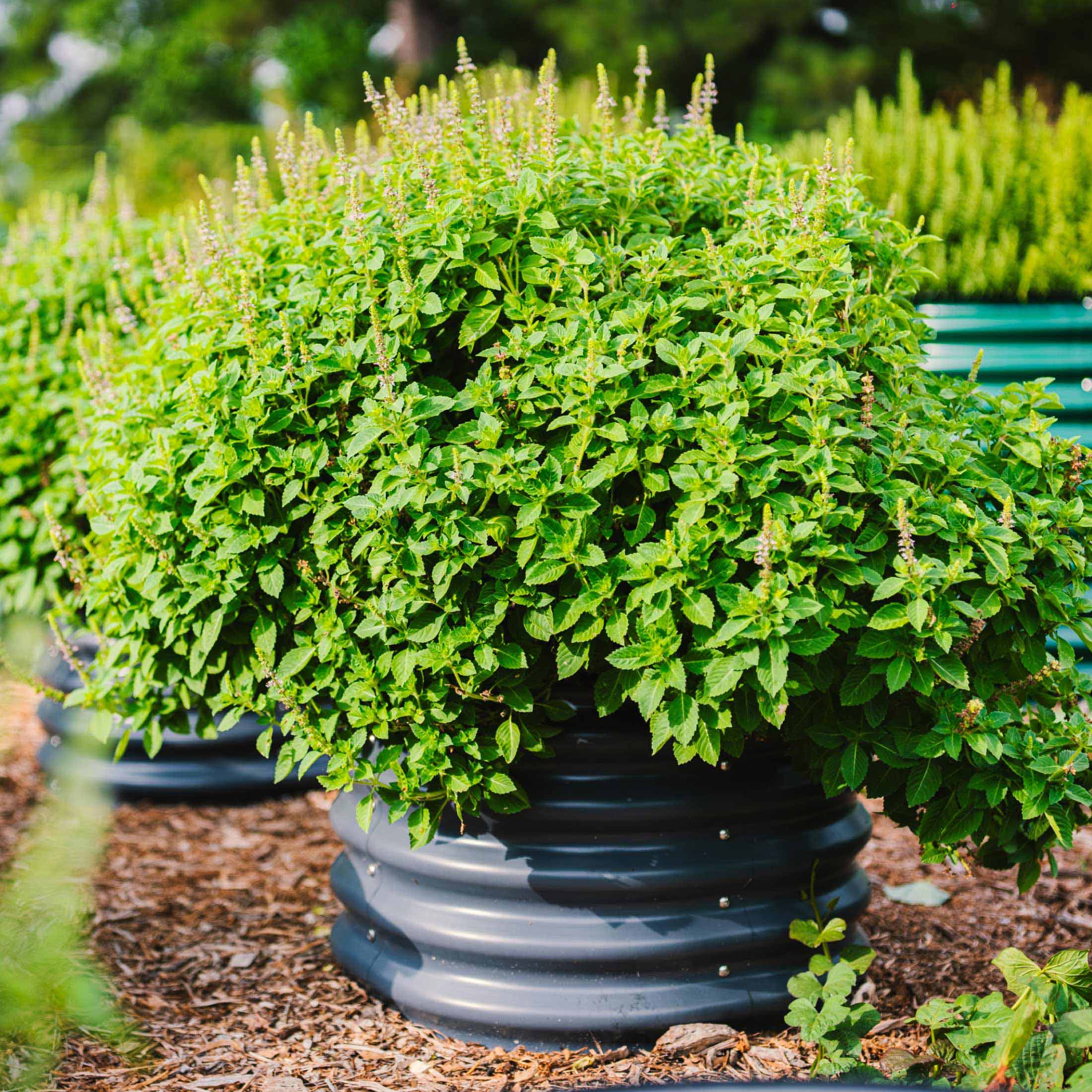 17" Tall Herb Garden Bed 24" Wide - Twin Pack - Image 6