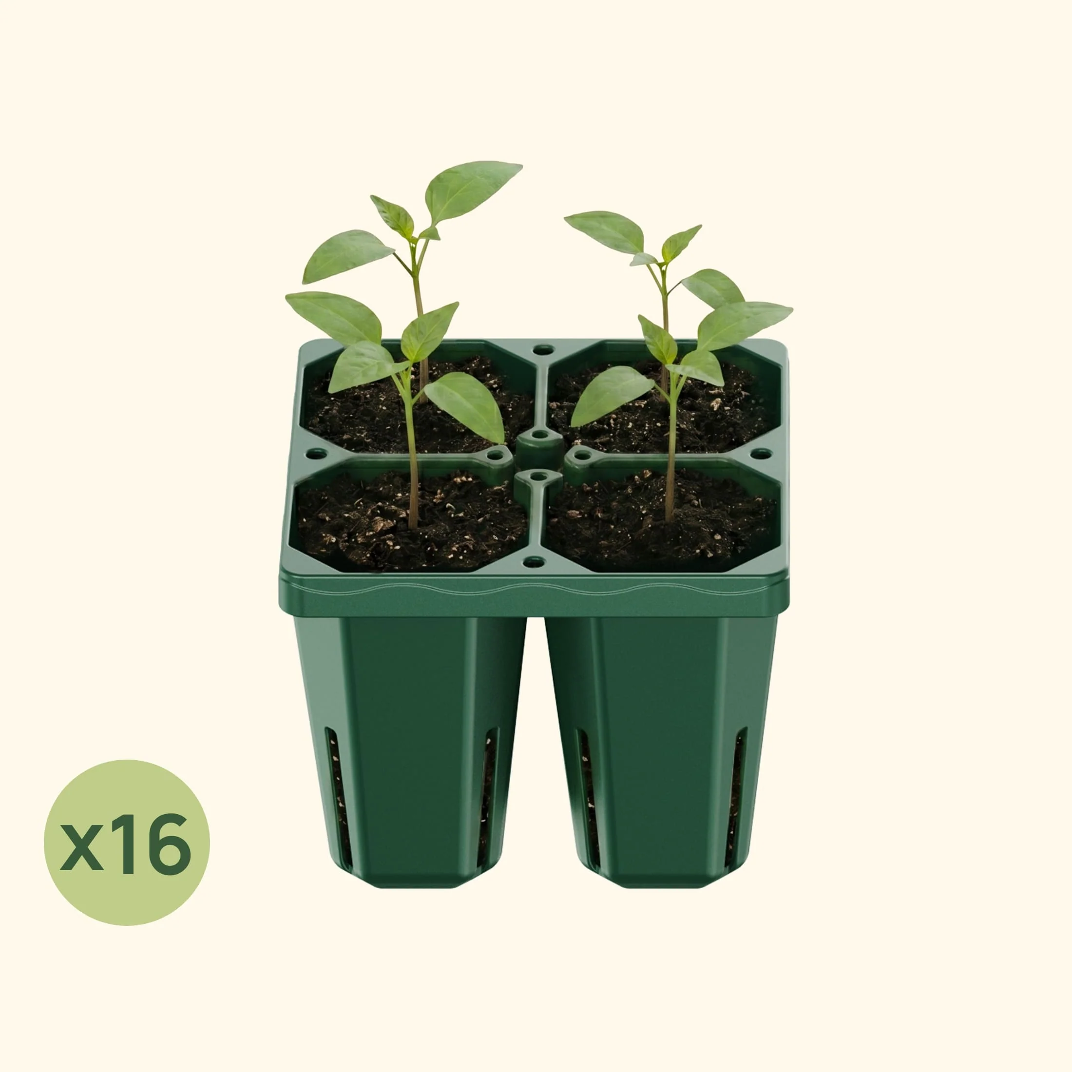 Jumbo Seedling Tray - 5" x 5" - Image 13