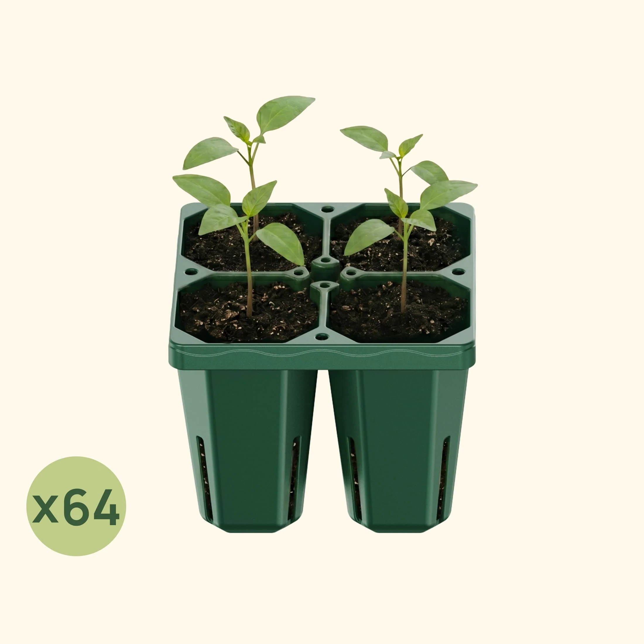 Jumbo Seedling Tray - 5" x 5" - Image 16