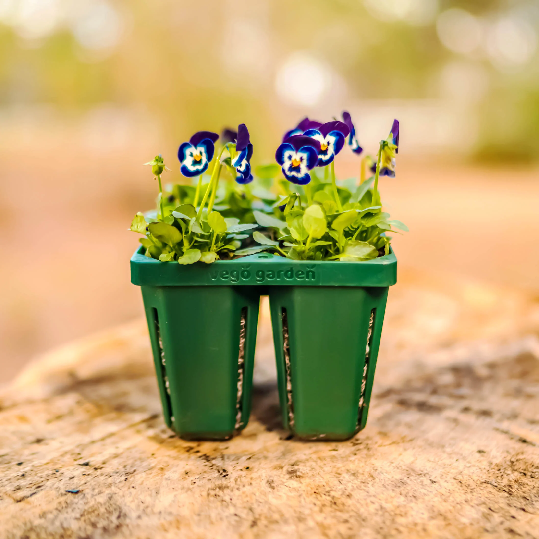 Jumbo Seedling Tray - 5" x 5" - Image 7