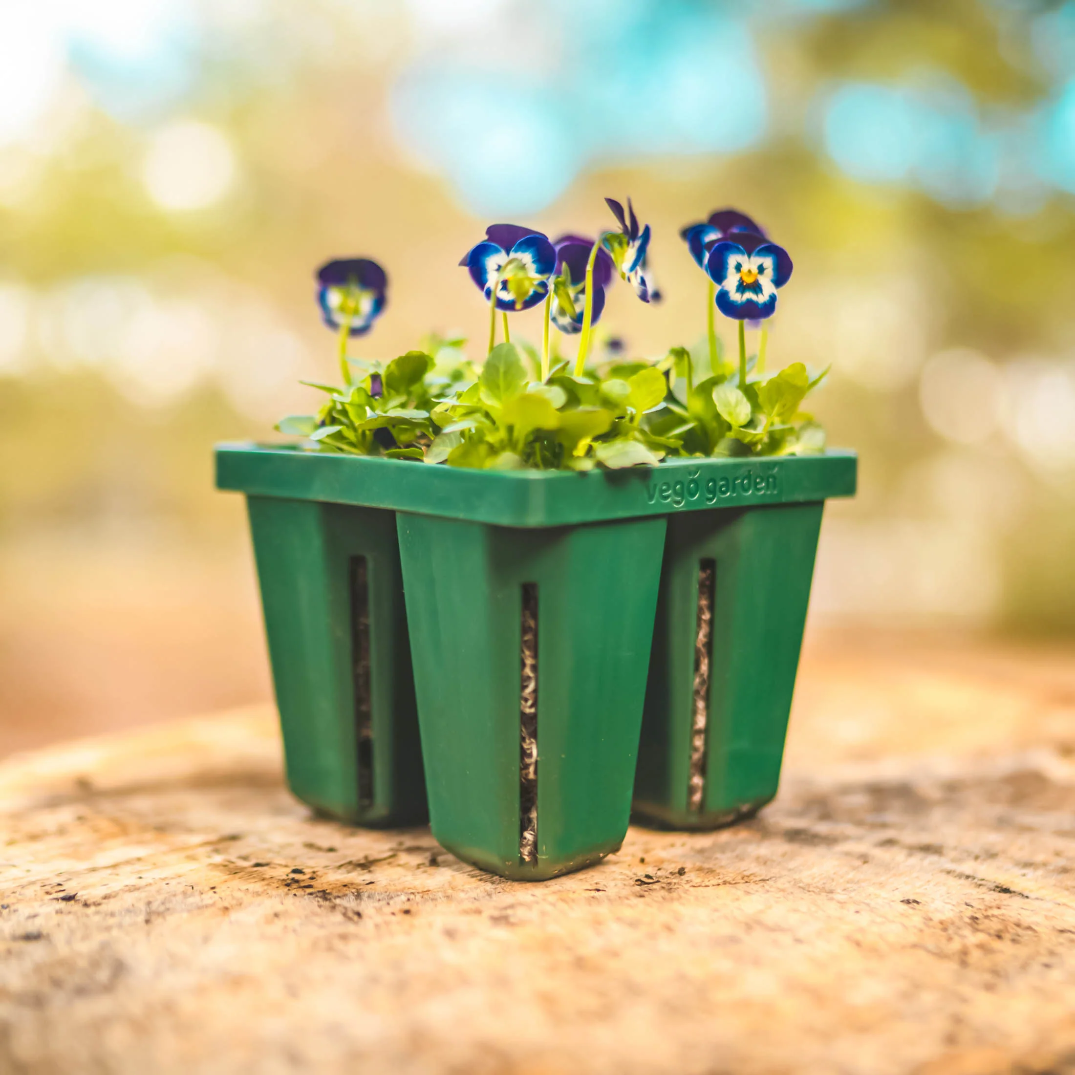 Jumbo Seedling Tray - 5" x 5" - Image 8