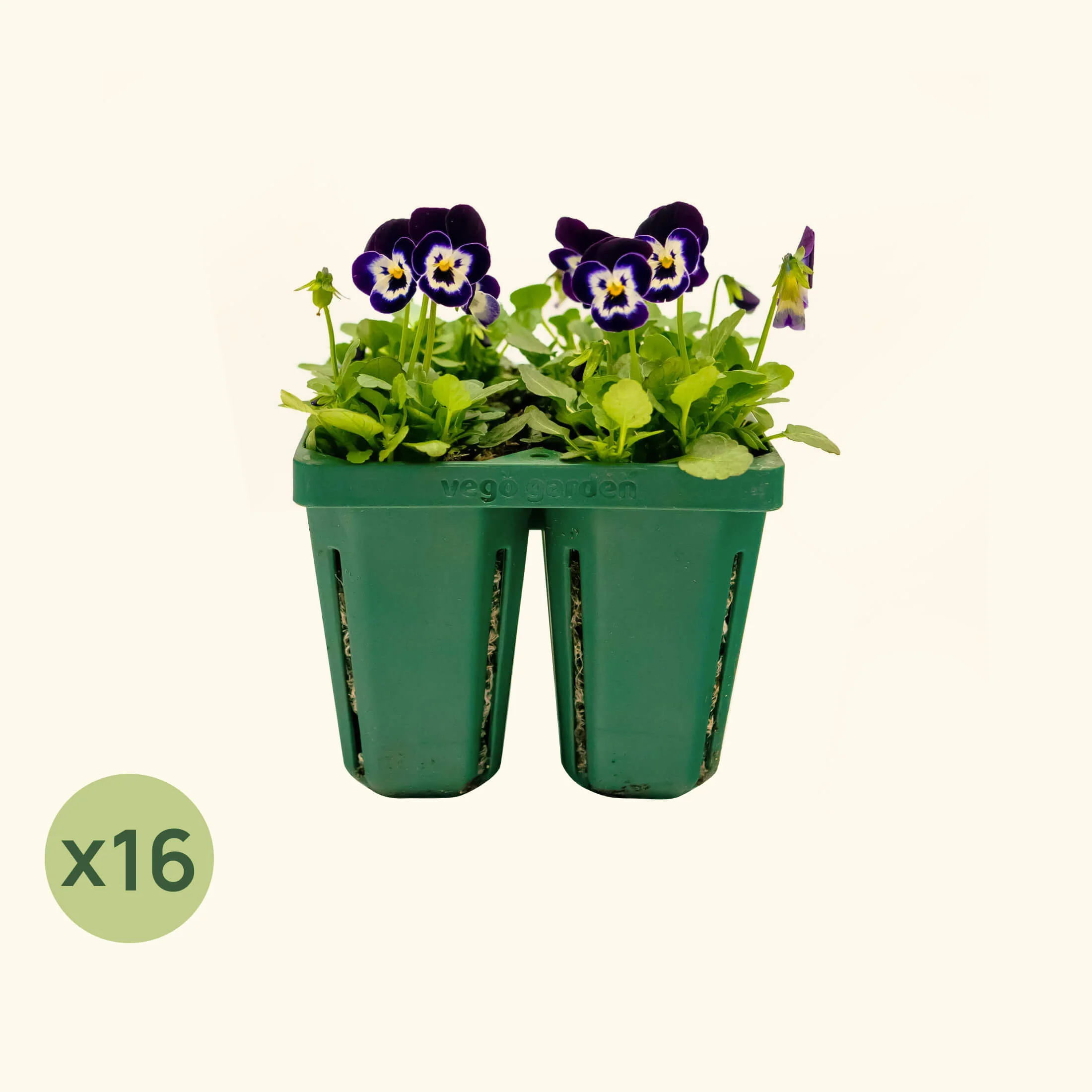 Jumbo Seedling Tray - 5" x 5" - Image 9
