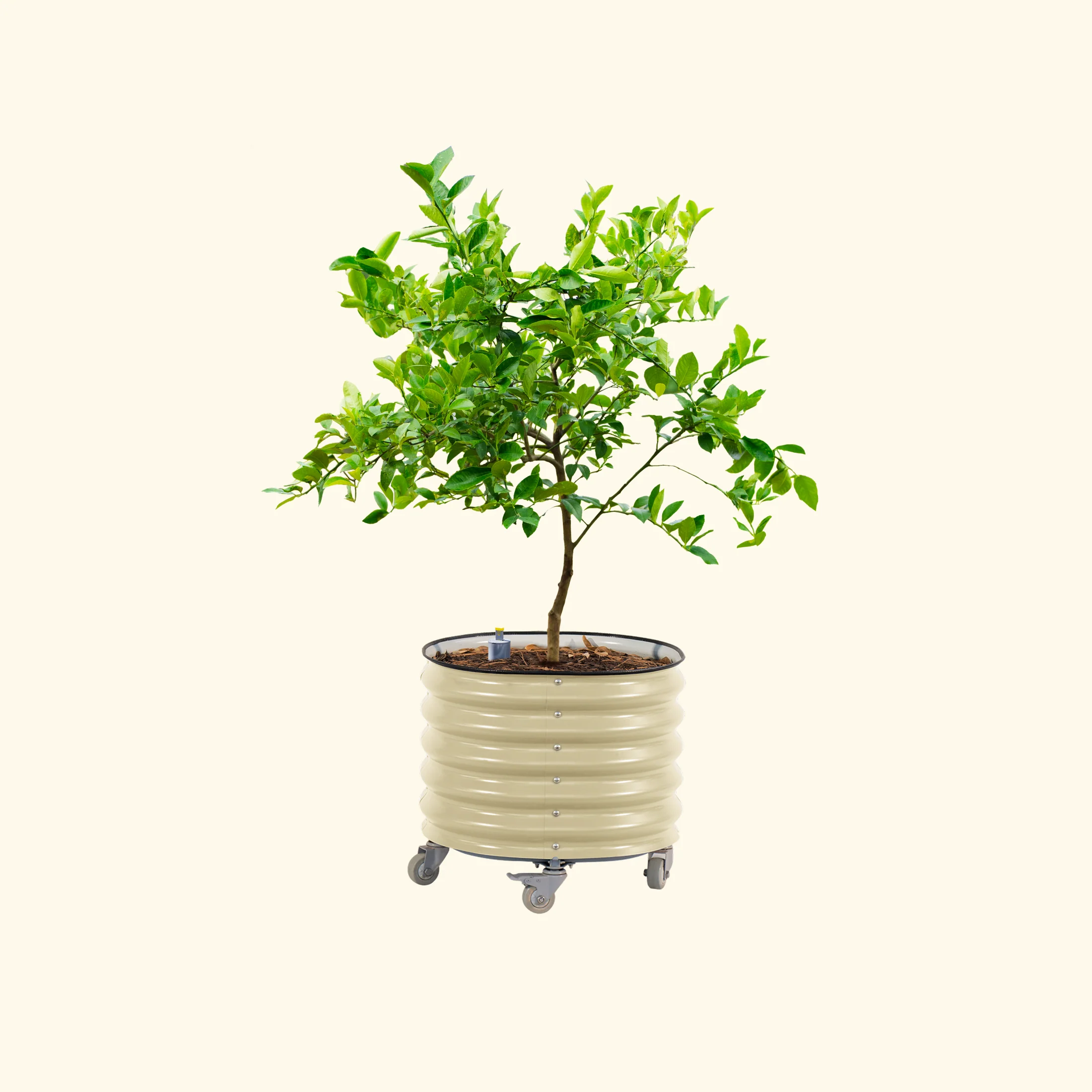 Self-Watering Rolling Citrus Tree Planter - 30 Gallon - Image 3