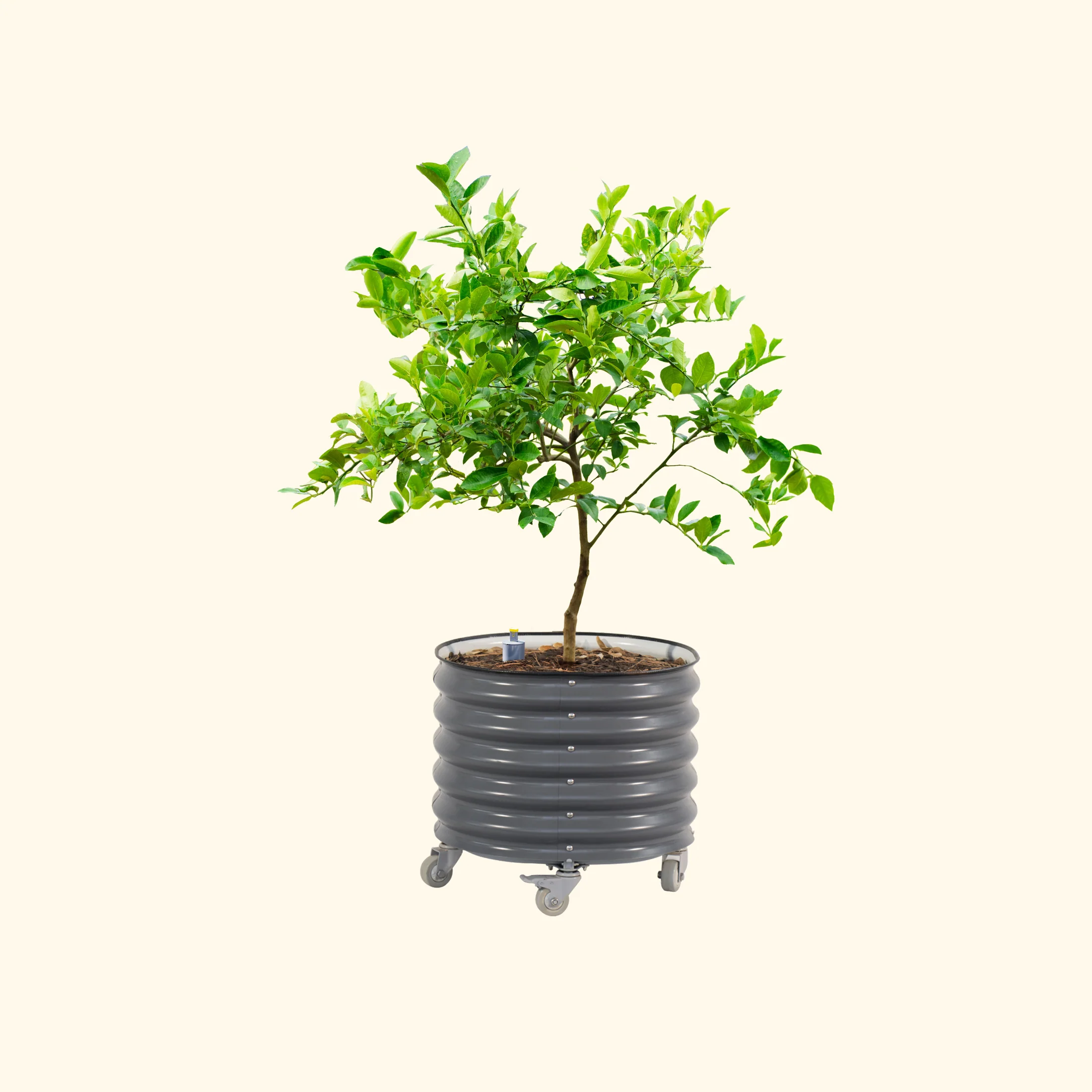 Self-Watering Rolling Citrus Tree Planter - 30 Gallon - Image 5