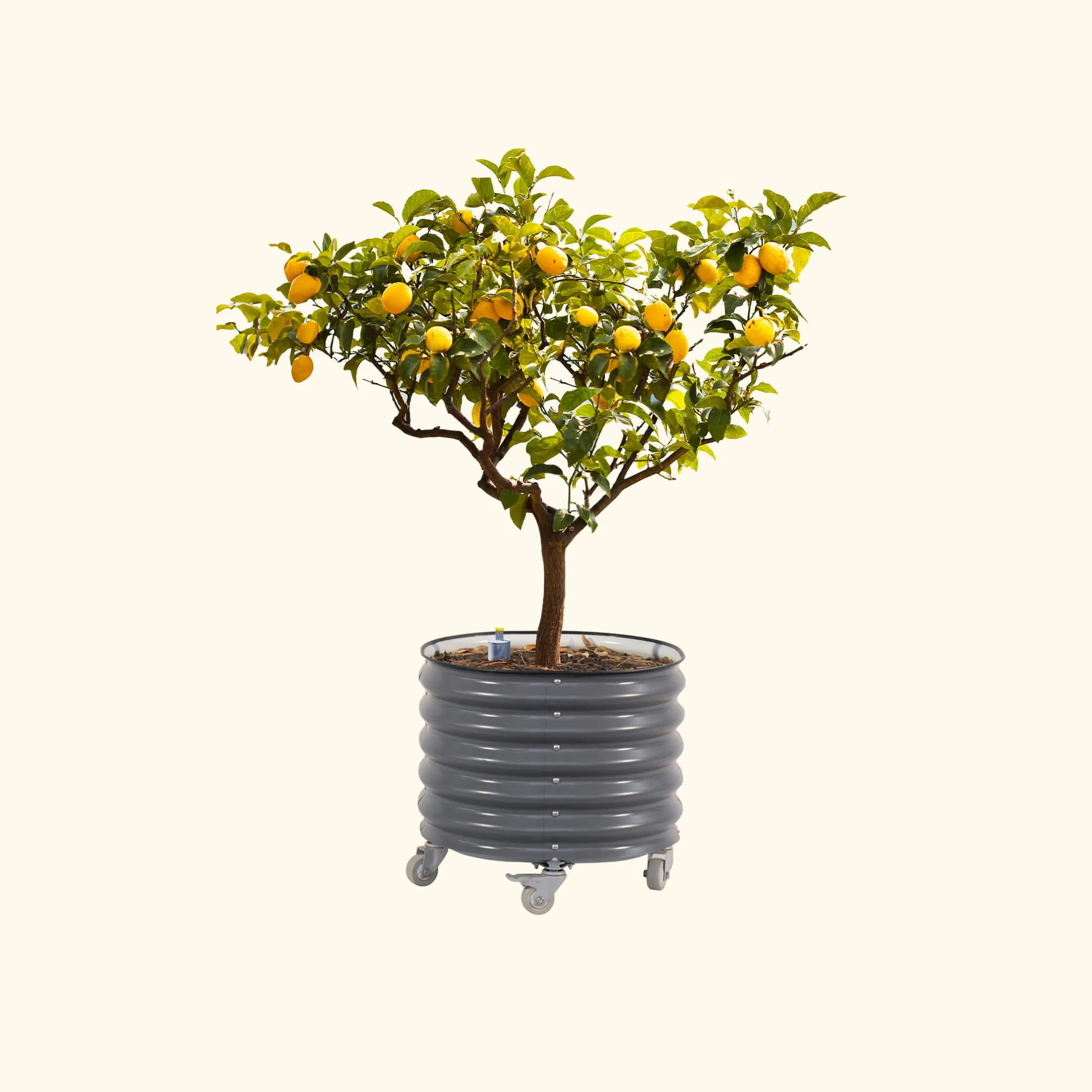 Self-Watering Rolling Citrus Tree Planter - 30 Gallon - Image 6