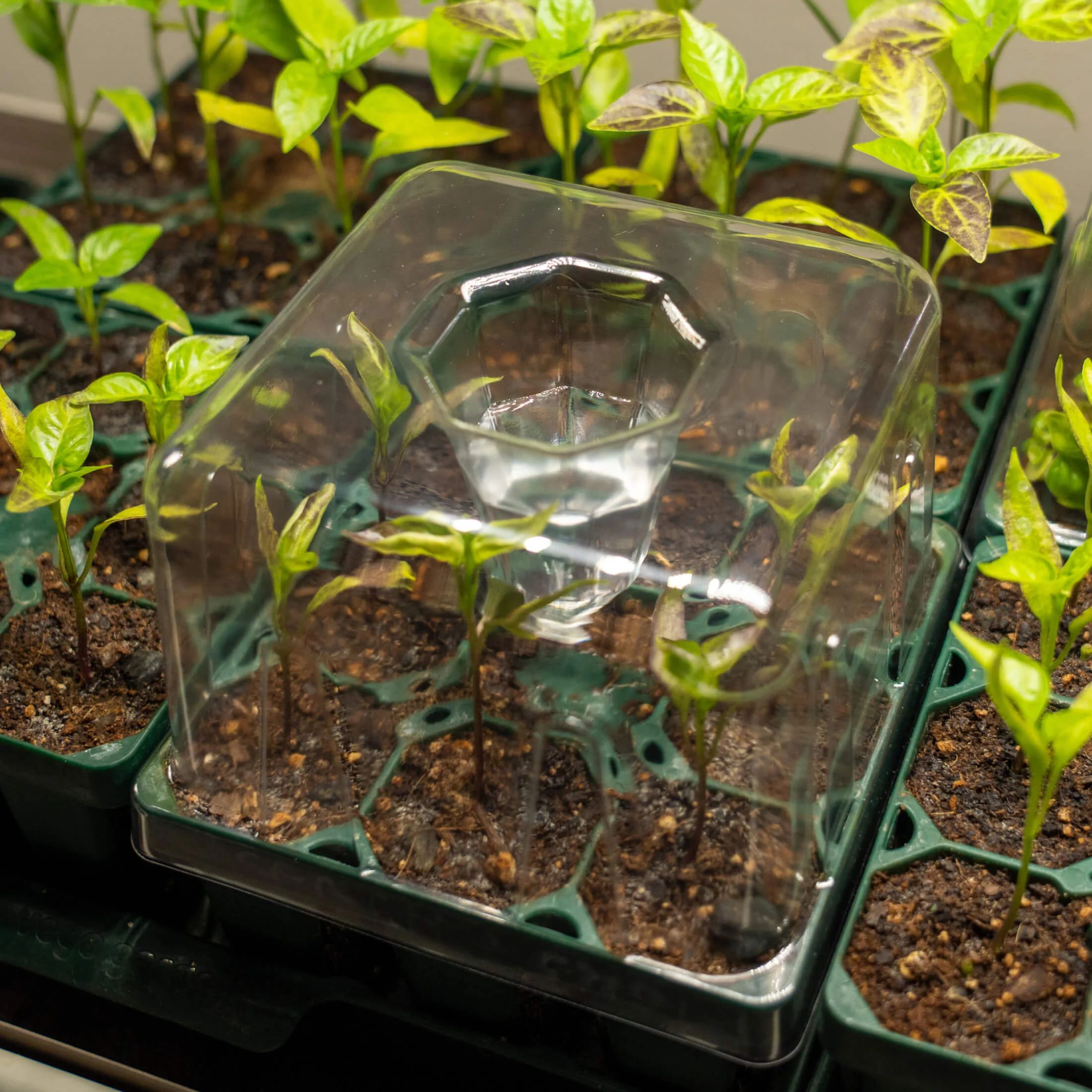 Seedling Drip Control Humidity Dome Gen 2 - 5" x 5" - Image 10