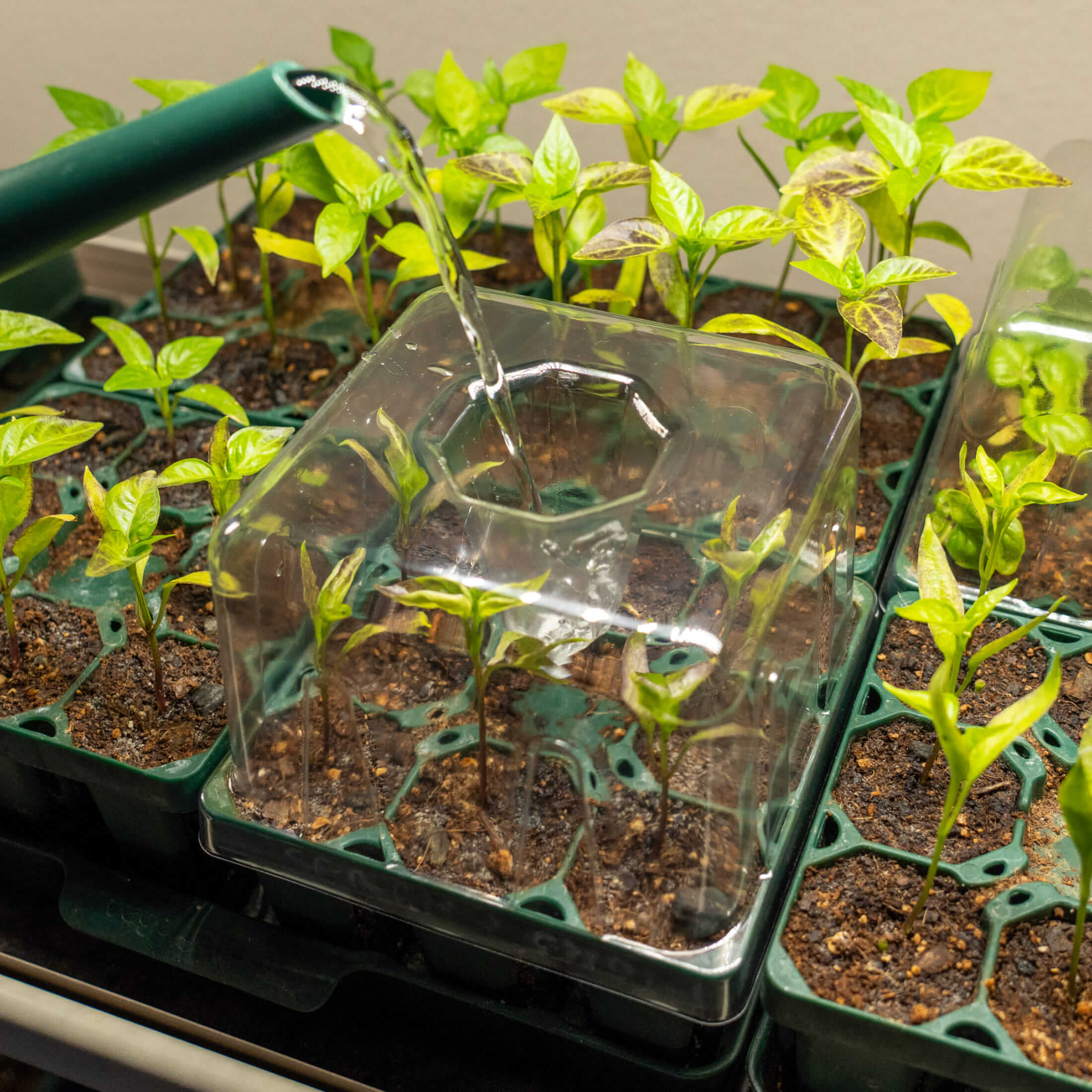 Seedling Drip Control Humidity Dome Gen 2 - 5" x 5" - Image 6