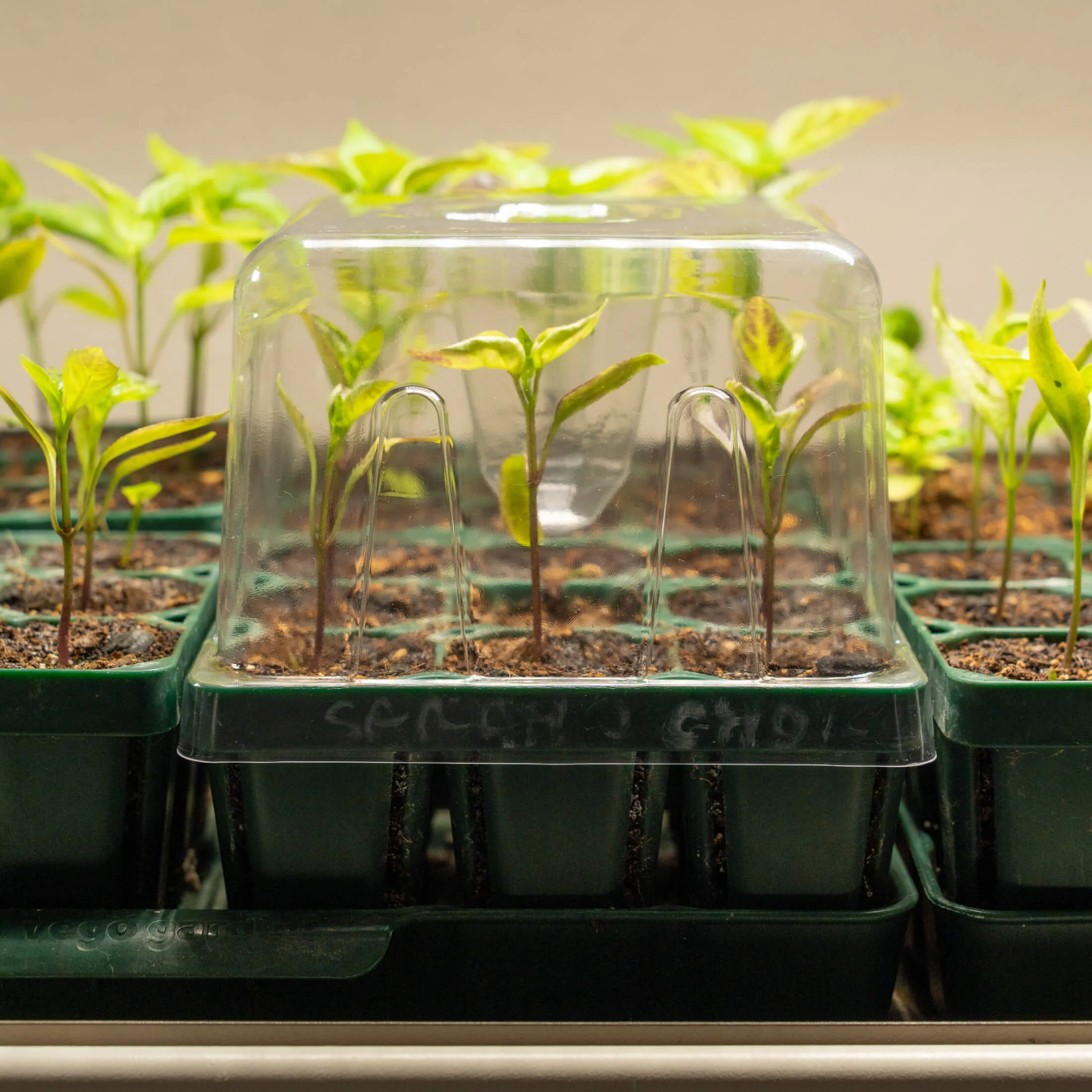 Seedling Drip Control Humidity Dome Gen 2 - 5" x 5" - Image 8