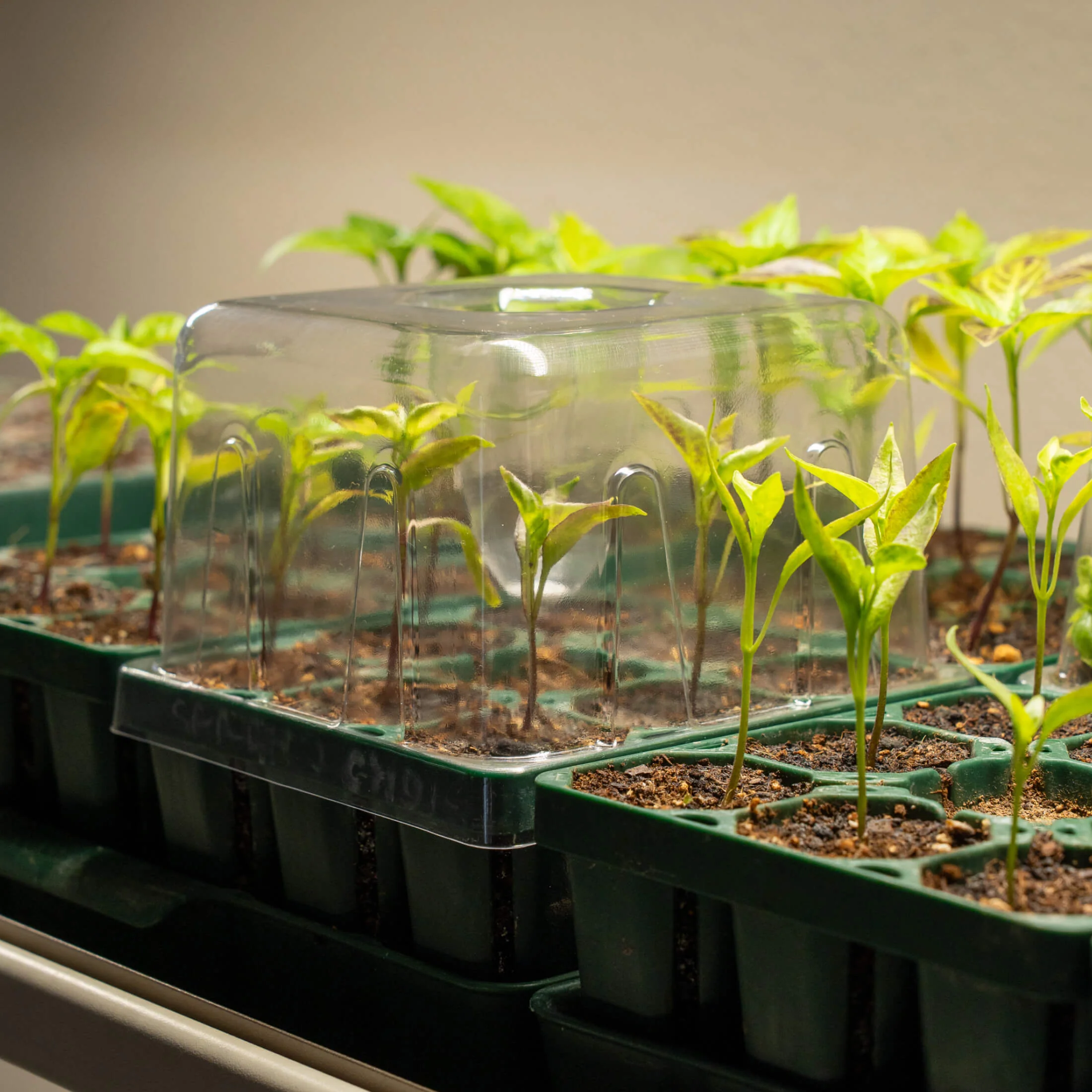 Seedling Drip Control Humidity Dome Gen 2 - 5" x 5" - Image 9