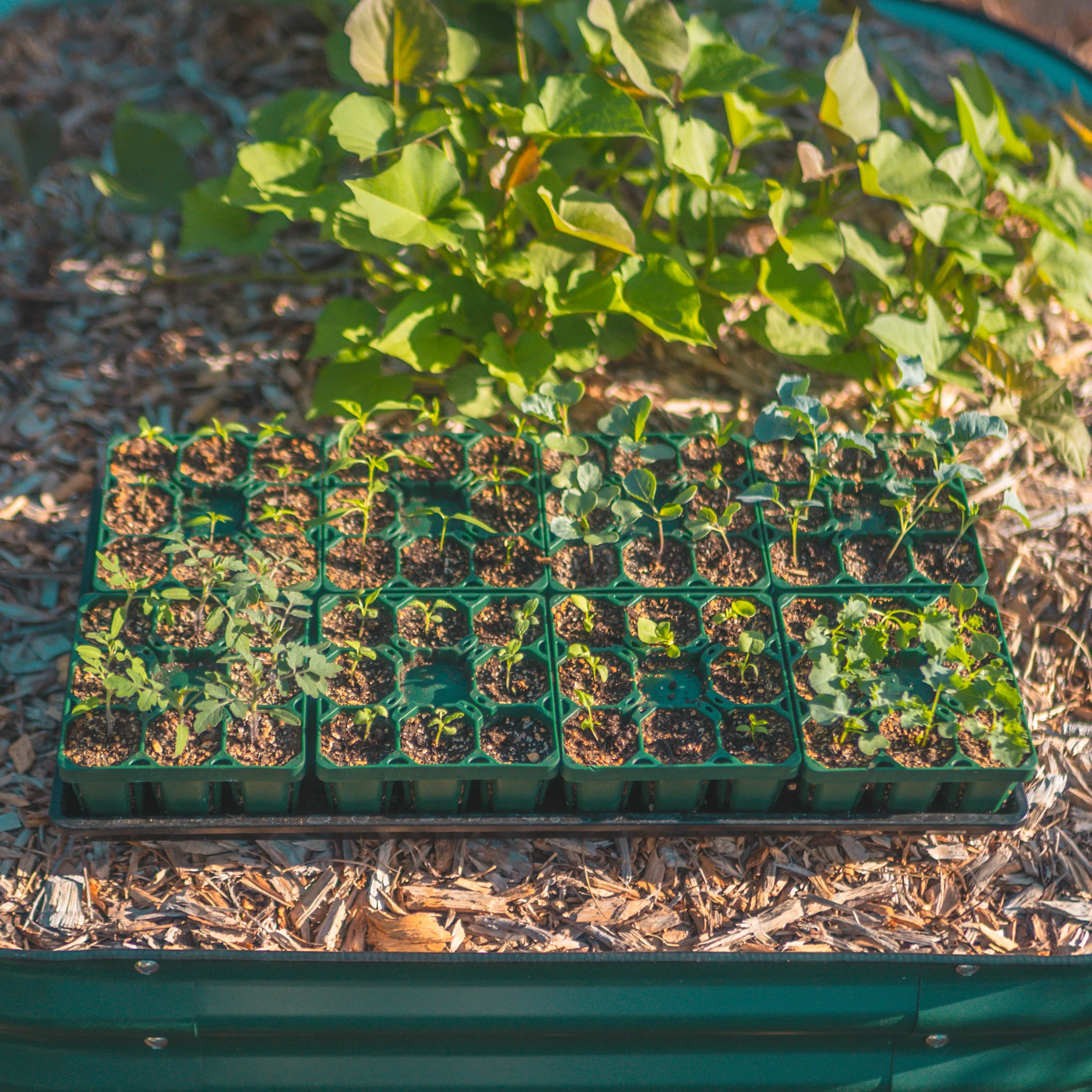 Standard Seedling Tray - 5" x 5" - Image 4