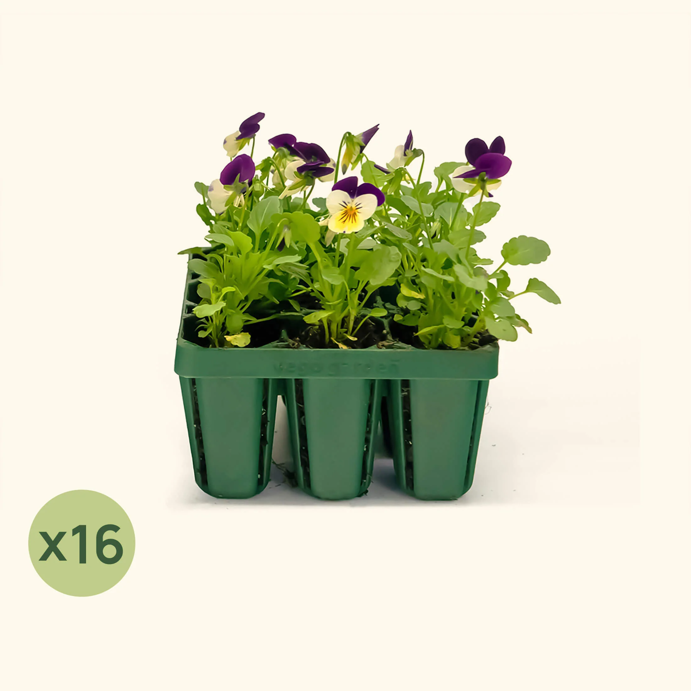 Standard Seedling Tray - 5" x 5" - Image 7