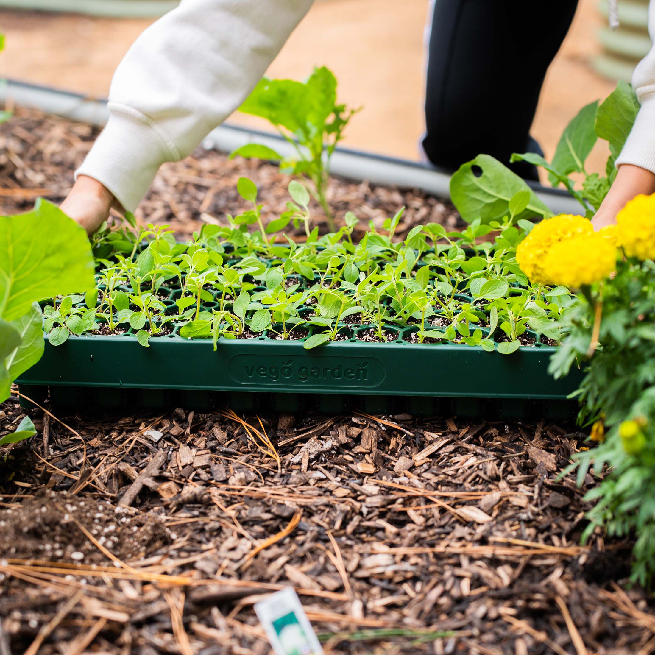 76-Cell Stackable Seedling Tray - 10" x 20" - Image 16