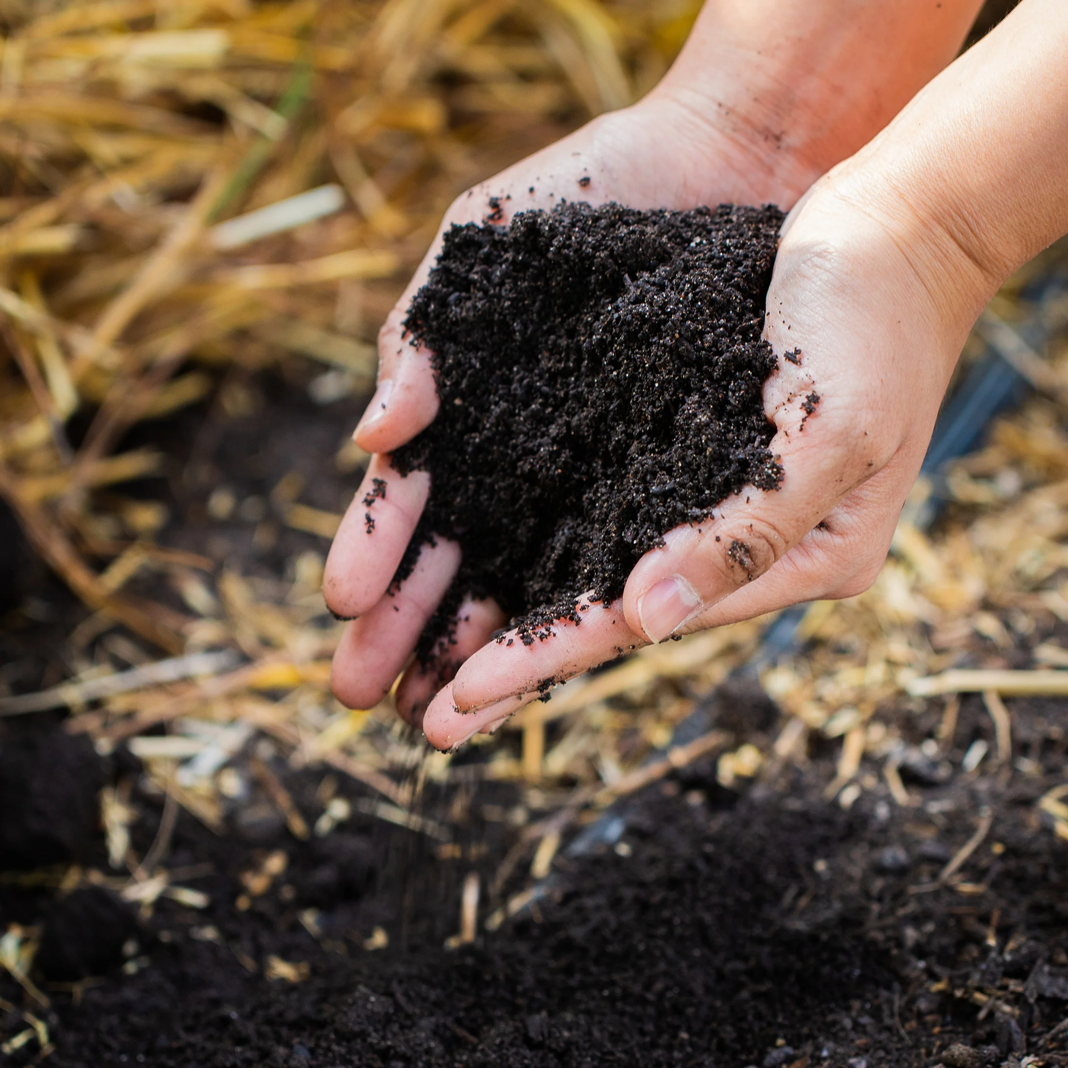 Locally Sourced Organic Worm Castings - Image 9